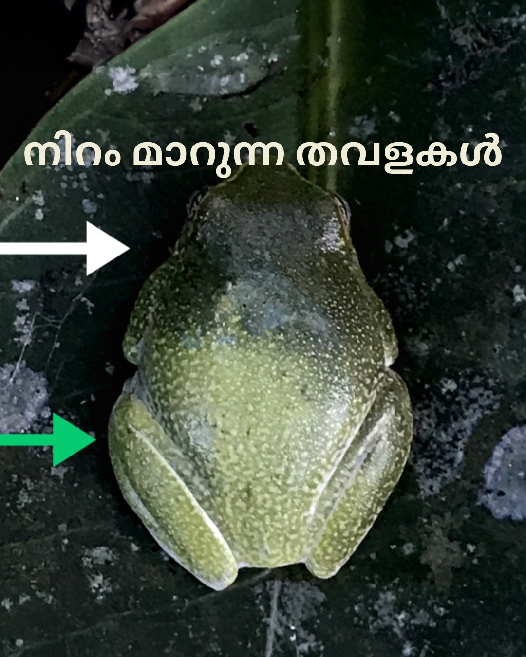 നിറം മാറുന്ന തവളകൾ